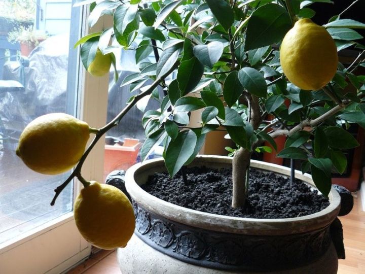 Лимонное дерево – выращиваем дома