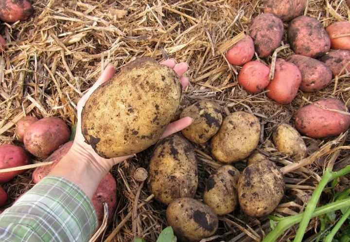 5 секретов при посадке картофеля