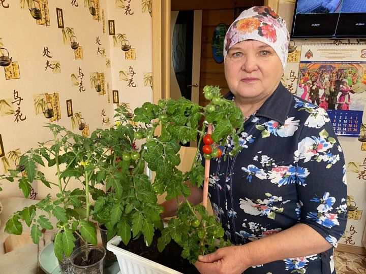 Проживающая в Каратуне Фидания апа Хисамова несколько лет она увлекается выращиванием помидоров на подоконнике