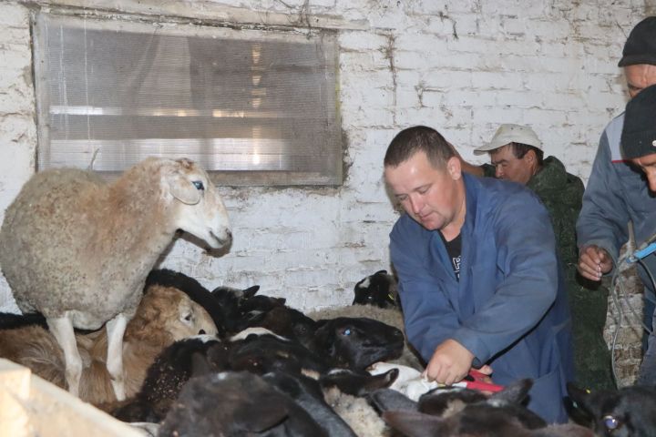 Шәхси ярдәмчел хуҗалыкларда терлекләрне маркировкалау бара