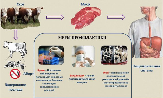 Осторожно: бруцеллез!