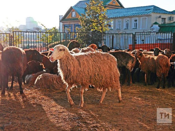 Йосыф хәзрәт: «Корбанлыкның калдыкларын күмү, суга ташлау – акылга сыймый торган гадәт»