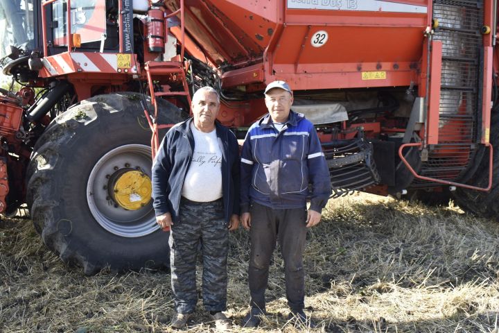 Сахарная свекла радует урожаем