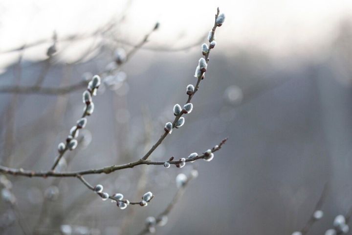 ҺАВА ТОРЫШЫ